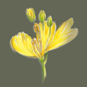 Handgezeichnete Illustration einer gelben Rapsblüte für das native kaltgepresste Rapsöl der Ölmühle Garting