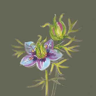 Illustration einer Schwarzkümmelpflanze mit Blüte und Samenkapseln.