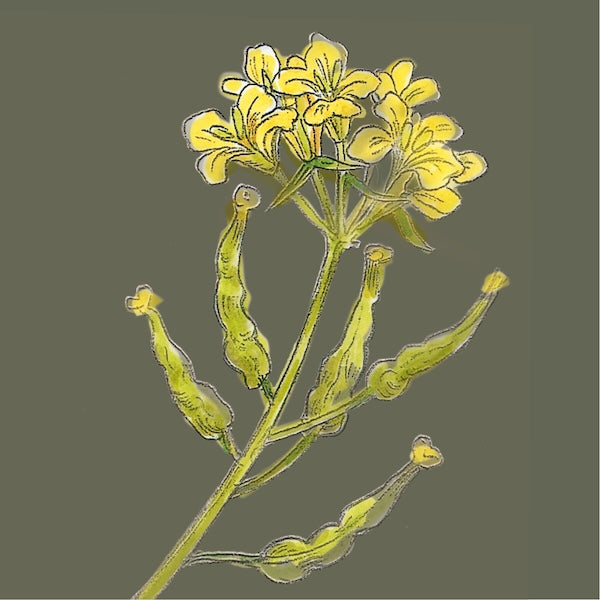 Illustration einer blühenden Senfpflanze mit gelben Blüten und grünen Samenschoten