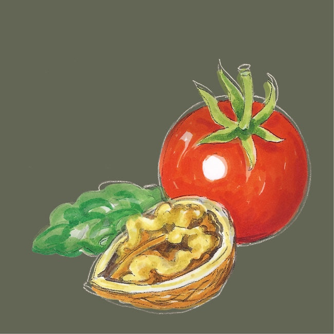 Illustration einer Tomate, Walnuss und Basilikumblatt als Motiv für das Tomatenpesto der Ölmühle Garting.