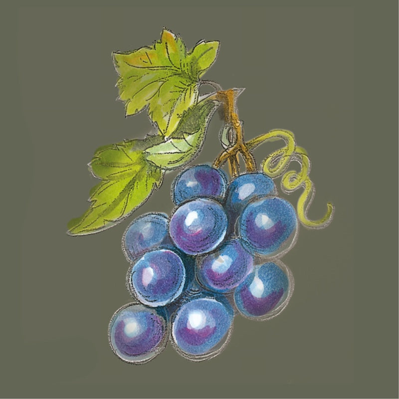 Illustration einer blauen Weintraube mit grünen Weinblättern