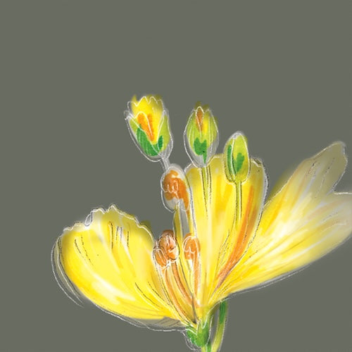 Gelbe Rapsblüte auf pastellgrünem Hintergrund, als Illustration für die Speiseöl-Kategorie der Ölmühle Garting.